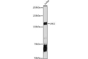 Western blot analysis of extracts of Jurkat cells, using J antibody (ABIN6134375, ABIN6142642, ABIN6142643 and ABIN6213974) at 1:1000 dilution. (JAK3 anticorps  (AA 750-850))