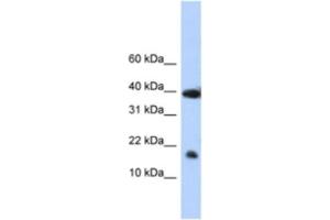 Western Blotting (WB) image for anti-Polymerase (RNA) II (DNA Directed) Polypeptide I, 14.5kDa (POLR2I) antibody (ABIN2461781) (POLR2I anticorps)