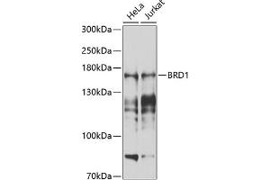 Western blot analysis of extracts of various cell lines, using BRD1 antibody (ABIN6129213, ABIN6137650, ABIN6137651 and ABIN6225205) at 1:1000 dilution. (BRD1 anticorps  (AA 1-250))