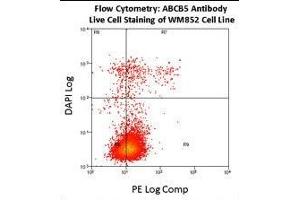 Flow cytometry using ABCB5 antibody on fresh WM852 cells. (ABCB5 anticorps  (AA 1-30))