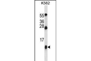 HBG1 Antibody (Center) (ABIN657619 and ABIN2846615) western blot analysis in K562 cell line lysates (35 μg/lane). (HBG1 anticorps  (AA 56-85))