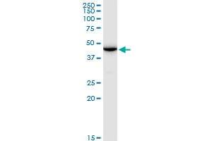 ENO1P MaxPab polyclonal antibody. (ENO1P1 anticorps  (AA 1-388))