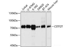 Western blot analysis of extracts of various cell lines using CSTF2T Polyclonal Antibody at dilution of 1:1000.