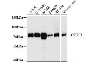 Western blot analysis of extracts of various cell lines using CSTF2T Polyclonal Antibody at dilution of 1:1000. (CSTF2T anticorps)