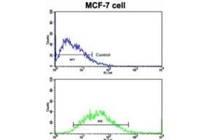 Flow Cytometry (FACS) image for anti-Cadherin 9 (CDH9) antibody (ABIN2997913) (Cadherin 9 anticorps)