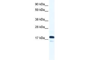 WB Suggested Anti-TAF9 Antibody Titration:  0. (TAF9 anticorps  (N-Term))
