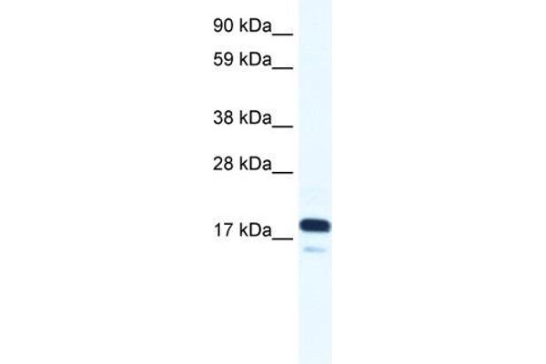 TAF9 anticorps  (N-Term)