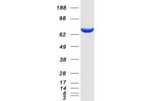Validation with Western Blot
