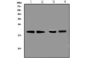 Western blot analysis of BCMA using anti-BCMA antibody (ABIN5692957).