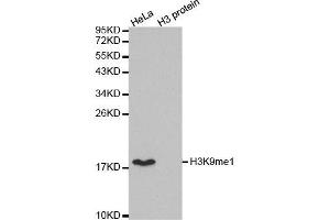 Western blot analysis of extracts of various cell lines, using MonoMethyl-Histone H3-K9 antibody. (Histone 3 anticorps  (H3K9me))