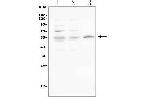 Western blot analysis of SLC2A1 using anti-SLC2A1 antibody (ABIN3043927).