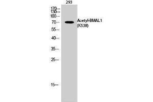 Western Blotting (WB) image for anti-Aryl Hydrocarbon Receptor Nuclear Translocator-Like (ARNTL) (acLys538) antibody (ABIN6285509) (ARNTL anticorps  (acLys538))