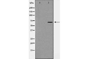Western blot analysis of Keap1 expression in NIH 3T3 lysate,The lane on the left is treated with the antigen-specific peptide. (KEAP1 anticorps)