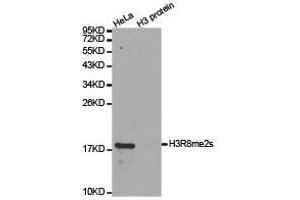Western Blotting (WB) image for anti-Histone H3 (H3) (H3R8me2s) antibody (ABIN1873010)