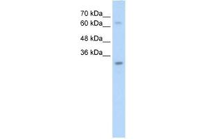 NSMCE1 antibody used at 2. (NSMCE1 anticorps)