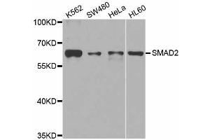 Western blot analysis of extracts of various cell lines, using SMAD2 antibody. (SMAD2 anticorps  (AA 1-100))