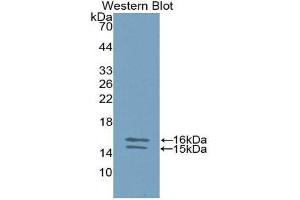 Western Blotting (WB) image for anti-Interleukin 23, alpha subunit p19 (IL23A) (AA 20-189) antibody (ABIN1859404) (IL23A anticorps  (AA 20-189))