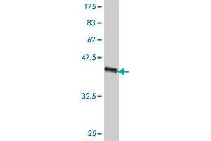 Western Blot detection against Immunogen (42.