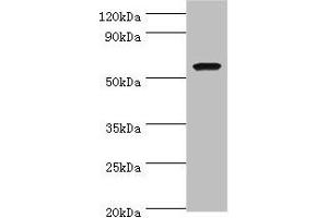Western blot All lanes: AMY1A antibody at 7 μg/mL + Rat heart tissue Secondary Goat polyclonal to rabbit IgG at 1/10000 dilution Predicted band size: 58 kDa Observed band size: 58 kDa (AMY1A anticorps  (AA 16-200))