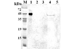Western blot analysis using anti-TDO (human), pAb  at 1:2'000 dilution.