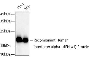 Western blot analysis of extracts of Recombinant Human Interferon alpha 1 (IFN-α1) Protein, using Interferon alpha 1 (IFN-α1) antibody (ABIN3020880, ABIN3020881, ABIN3020882 and ABIN6213772) at 1:1000 dilution. (IFNA1 anticorps  (AA 25-155))