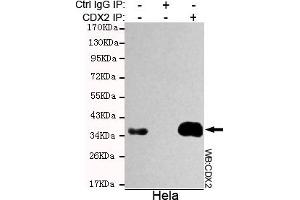 Immunoprecipitation analysis of Hela cell lysate using CDX2 mouse mAb.