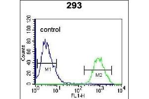 anti-HOP Homeobox (HOPX) (AA 39-67), (C-Term) antibody