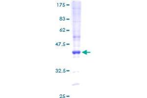 Image no. 1 for MEF2B Neighbor (MEF2BNB) (AA 1-109) protein (GST tag) (ABIN2752855)