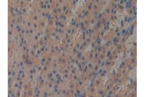 Detection of ICAM2 in Rat Stomach Tissue using Polyclonal Antibody to Intercellular Adhesion Molecule 2 (ICAM2) (ICAM2 anticorps  (AA 29-247))