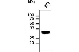 Western Blotting (WB) image for anti-RAB32, Member RAS Oncogene Family (RAB32) (C-Term) antibody (ABIN1440004)