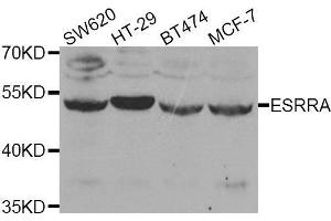 Western blot analysis of extracts of various cell lines, using ESRRA antibody.