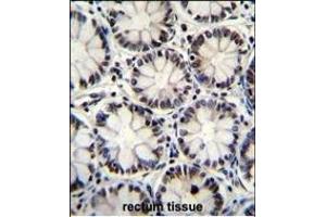 anti-POU Domain, Class 2, Transcription Factor 1 (POU2F1) (AA 364-391) antibody