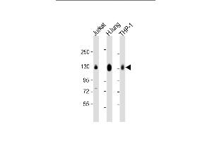 All lanes : Anti-CD31 Antibody (C-term) at 1:2000 dilution Lane 1: Jurkat whole cell lysate Lane 2: human lung lysate Lane 3: THP-1 whole cell lysate Lysates/proteins at 20 μg per lane. (CD31 anticorps  (C-Term))