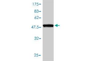 Western Blot detection against Immunogen (50.