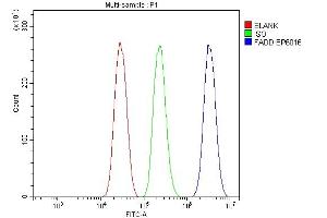 Flow Cytometry analysis of HEPA1-6 cells using anti-FADD antibody (ABIN7602804).