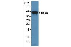 Western blot analysis of recombinant Human TRF. (Transferrin anticorps  (AA 361-683))