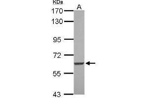 WB Image Sample (30 ug of whole cell lysate) A: U87-MG 7. (SGK3 anticorps  (N-Term))