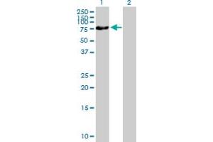 Western Blot analysis of ZNF169 expression in transfected 293T cell line by ZNF169 MaxPab polyclonal antibody. (ZNF169 anticorps  (AA 1-590))