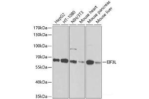 Western blot analysis of extracts of various cell lines using EIF3L Polyclonal Antibody at dilution of 1:1000. (EIF3L anticorps)