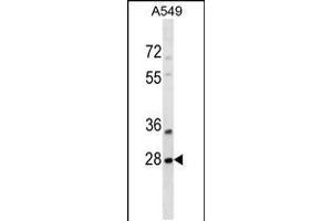Western blot analysis in A549 cell line lysates (35ug/lane). (SNF8 anticorps  (N-Term))