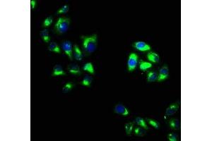Immunofluorescence staining of Hela cells with ABIN7162326 at 1:100, counter-stained with DAPI. (Otogelin (OTOG) (AA 1634-1796) anticorps)