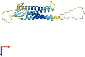 Transmembrane Protein 204 (TMEM204) (AA 1-226) protein (His tag)