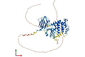 AlphaFold protein structure predicition of Mouse Recombinant Chek2 Protein, UniprotID Q9Z265