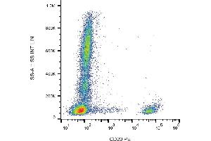 Flow cytometry analysis (surface staining) of human peripheral blood with anti-CD20 (2H7) PE. (CD20 anticorps  (PE))
