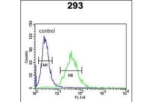 CEBPB Antibody (C-term) (ABIN652248 and ABIN2841040) flow cytometric analysis of 293 cells (right histogram) compared to a negative control cell (left histogram). (CEBPB anticorps  (C-Term))