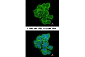 Immunofluorescence analysis of paraformaldehyde-fixed A431 using AP31130PU-N RGS17 antibody at 1/200 dilution.