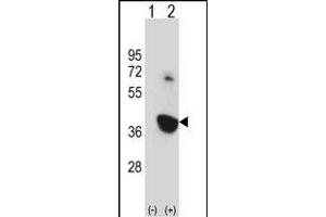 Western blot analysis of Nek6 (arrow) using rabbit polyclonal Mouse Nek6 Antibody (C-term) (ABIN657847 and ABIN2846808). (NEK6 anticorps  (C-Term))