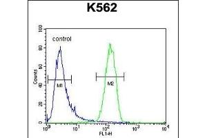 GAGE13 Antibody (N-term) (ABIN654525 and ABIN2844247) flow cytometric analysis of K562 cells (right histogram) compared to a negative control cell (left histogram). (G Antigen 13 anticorps  (N-Term))