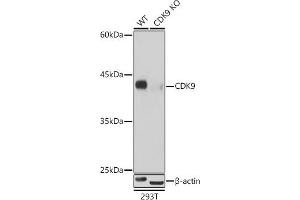 Western blot analysis of extracts from wild type(WT) and CDK9 knockout (KO) 293T cells, using CDK9 antibody (ABIN7266597) at 1:500 dilution. (CDK9 anticorps)
