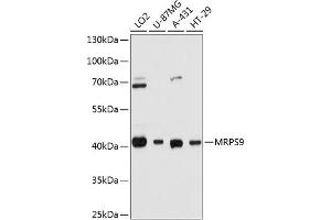 Western blot analysis of extracts of various cell lines, using MRPS9 antibody (ABIN6132998, ABIN6144050, ABIN6144051 and ABIN6215425) at 1:3000 dilution. (MRPS9 anticorps  (AA 237-396))
